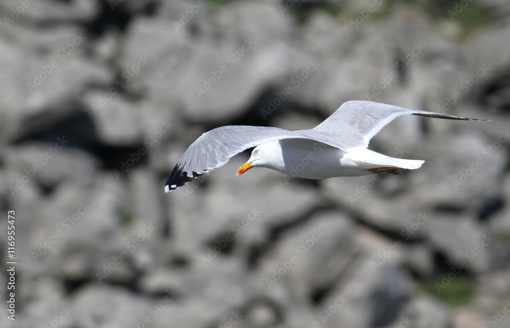 Naklejka premium goélands argentés en bretagne
