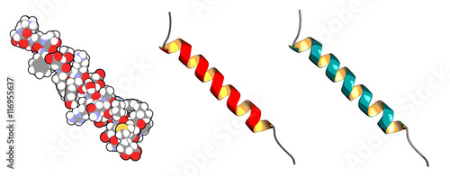 Foto Glucagon peptide hormone