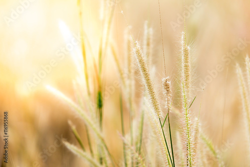 autumn grass in sunset light.