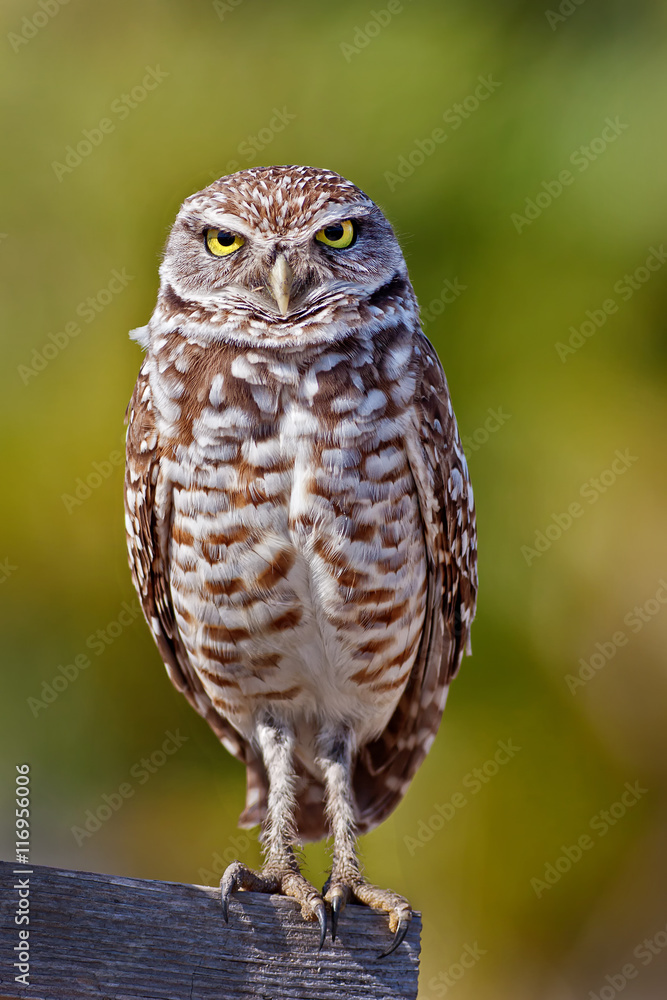 Fototapeta premium Burrowing Owl: Athene cunicularia