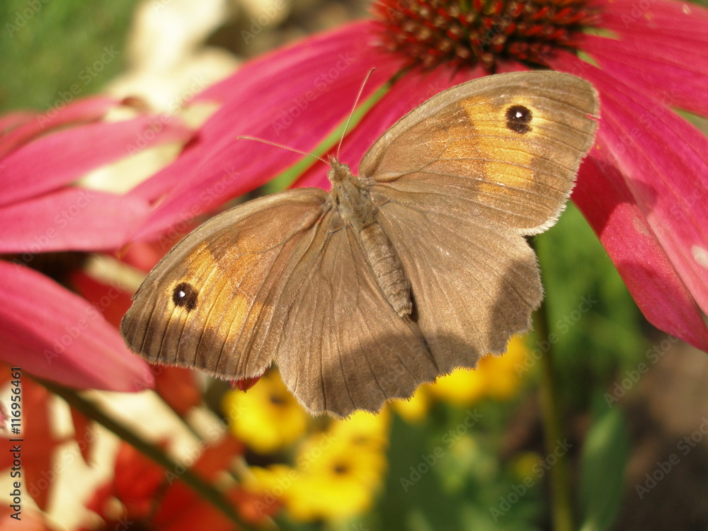 Obraz premium Motyl strzępotek ruczajnik na jeżówce