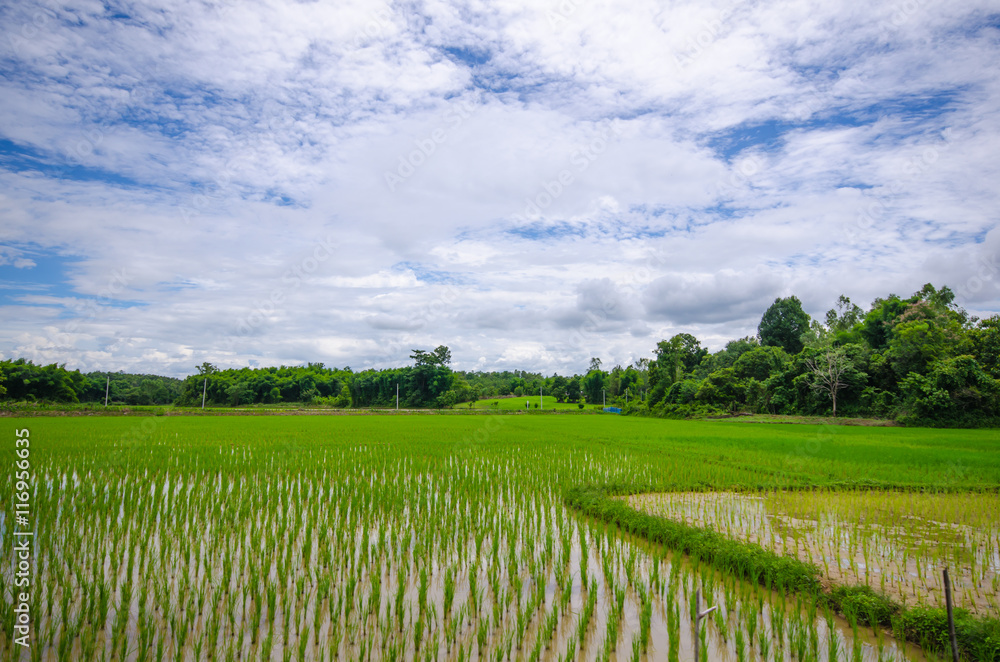 There is the rice filed which just plant and wait for growth and harvest with beautiful sky.