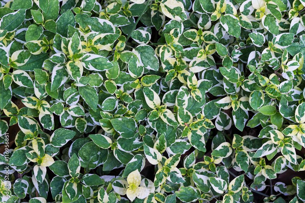 Obraz premium Texture of Green Leaf for background
