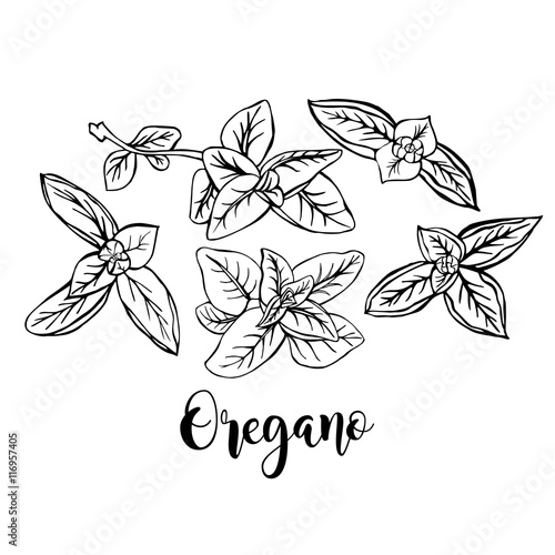 Hand drawn oregano in vector