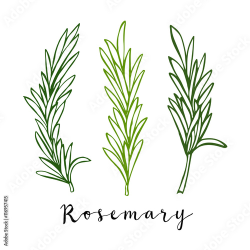Hand drawn colo\\red rosemary in vector