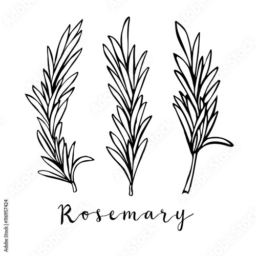 Hand drawn rosemary in vector photo