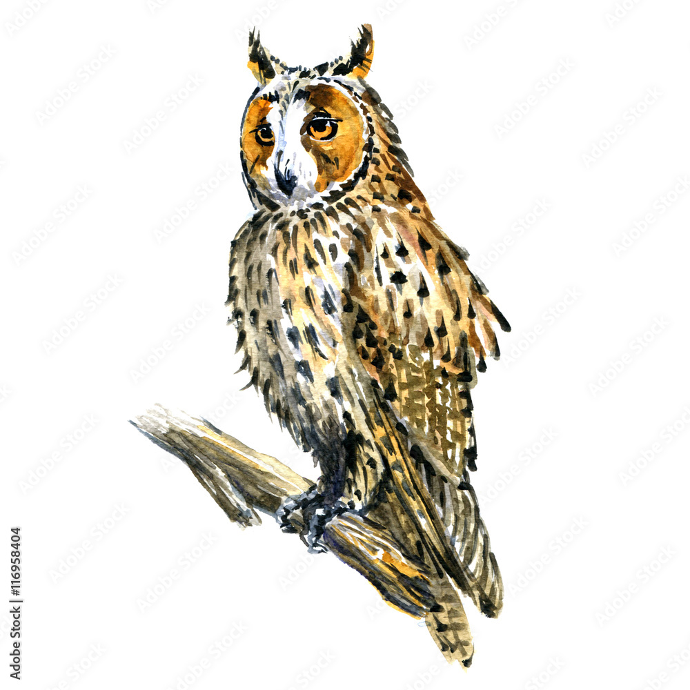 Naklejka premium Boho, Great Horned owl bird on branch isolated, watercolor illustration