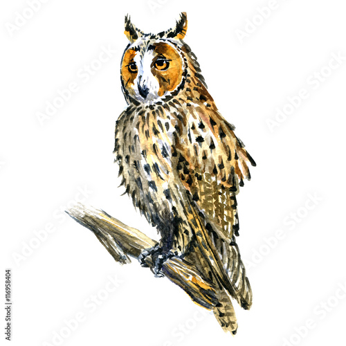 Boho  Great Horned owl bird on branch isolated  watercolor illustration