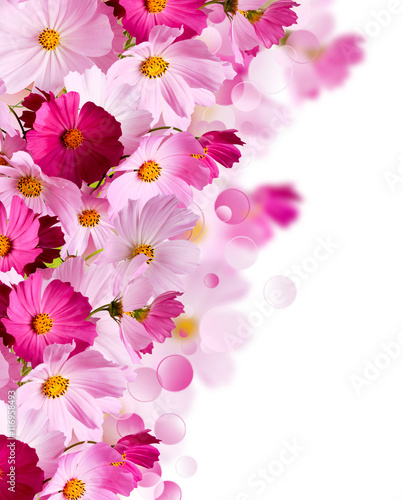  Floral background. Bright flowers on a light background