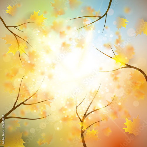 Autumn background with gold maple leaves