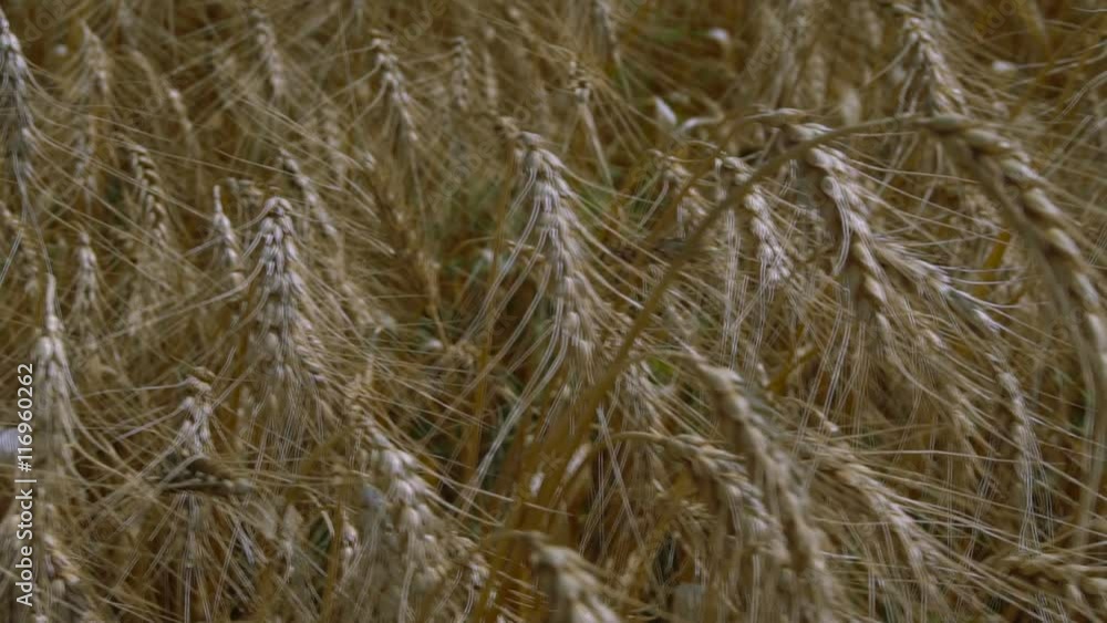 Ears of ripe wheat field swaying in the wind. Slow Motion