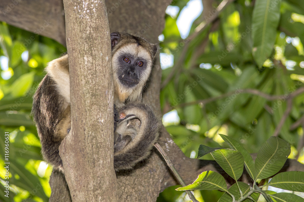 Fototapeta premium Olhares