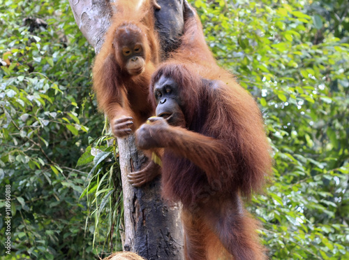 orangutan  