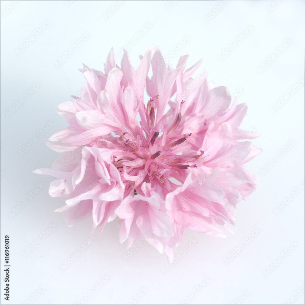 Kornblume; Centaurea; cyanus; Ackerpflanze Kornblume; Centaurea; cyanus; Ackerpflanze