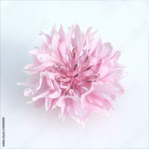 Kornblume; Centaurea; cyanus; Ackerpflanze