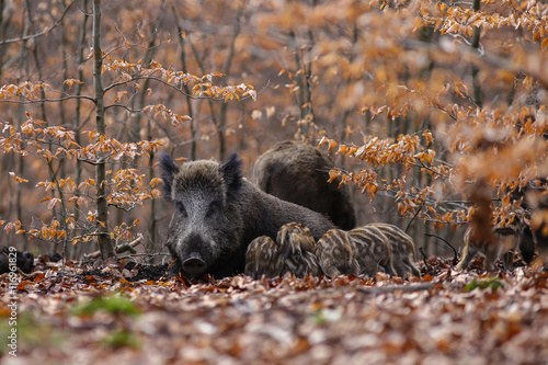Bache mit Frischlingen im Buchendickicht