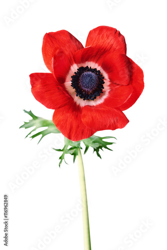 Fototapeta red anemone flower