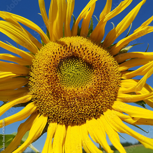 Sonnenblume; Helianthus; annuus photo