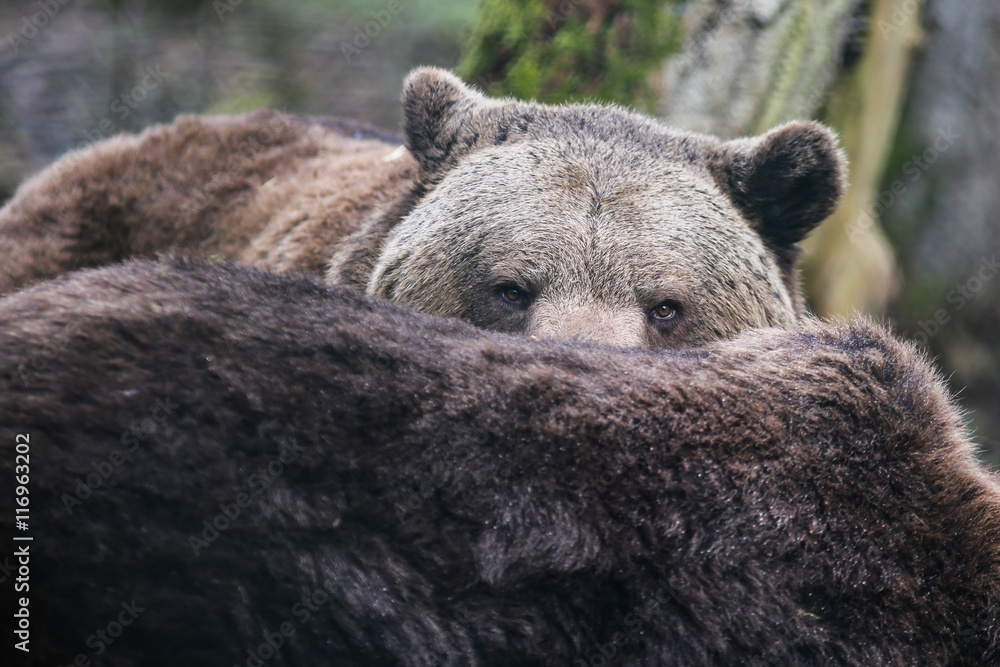 Naklejka premium Braunbär im Bärenwald Müritz
