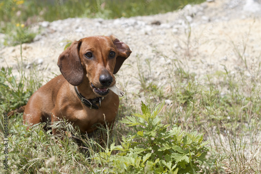 The dog with a bone in the summer dry grass