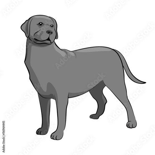 Black Labrador Retriever Dog. Black & White Dog Vector Illustrat