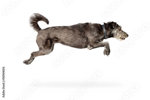 Fototapeta Naklejka Na Ścianę i Meble -  Dog Leaping Isolated on White