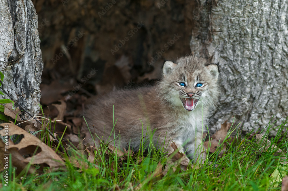Canada Lynx (Lynx canadensis) Kitten Looks Forward from Within H