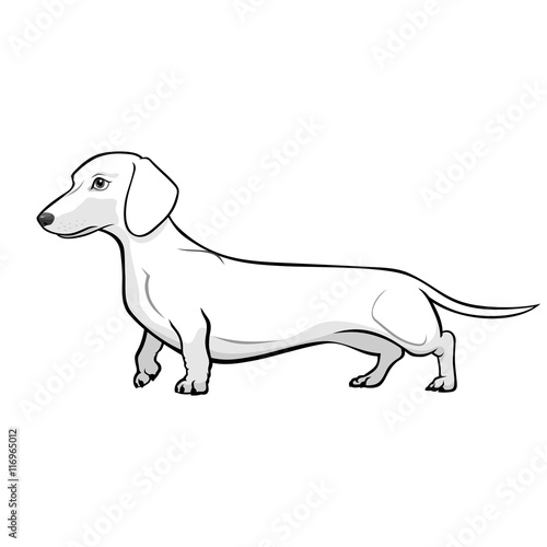 Dachshund Dog Black & White Vector Illustration