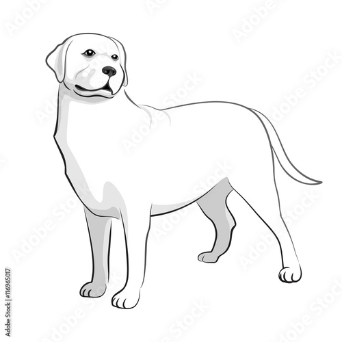 Labrador Black & White Vector Illustration