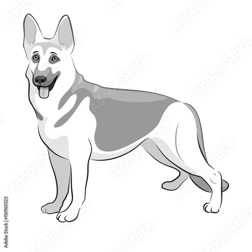 Shepherd German Dog Black & White Vector Illustration. Shepherd