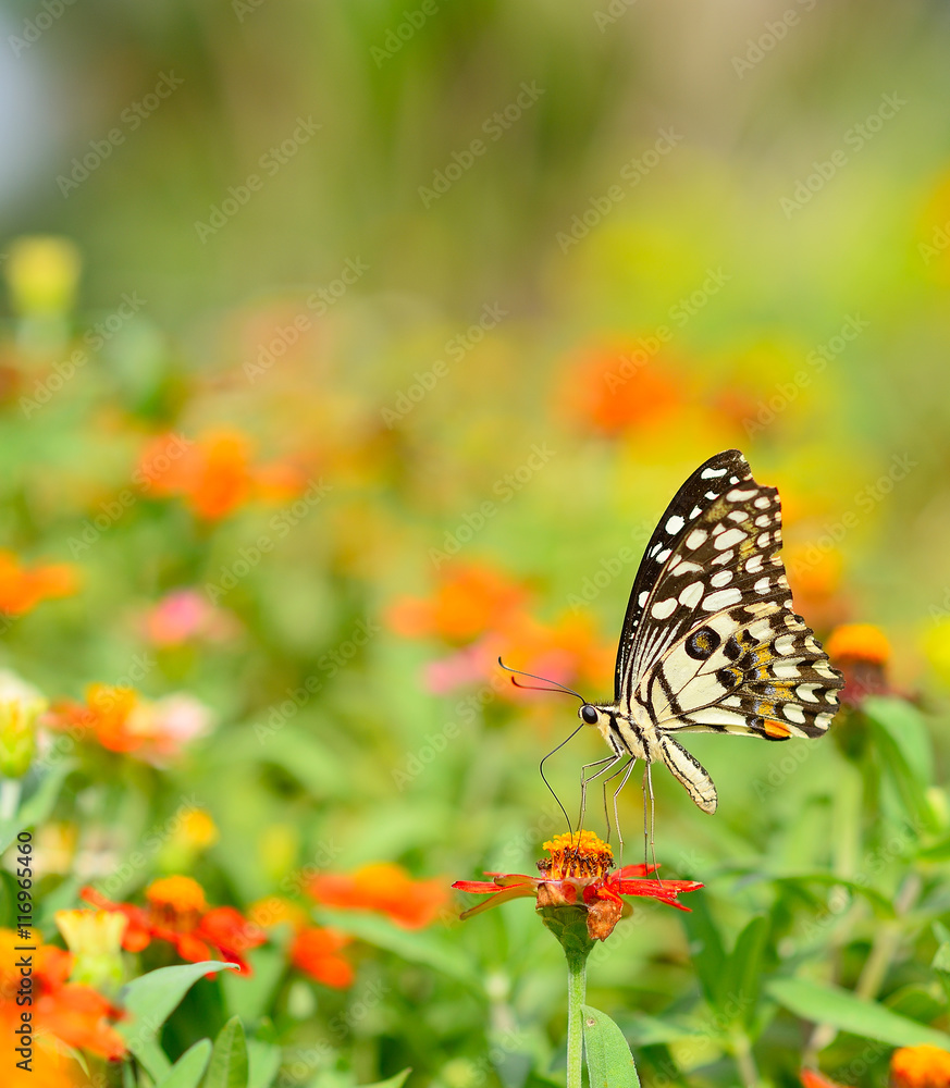 Butterfly on orange flower in the garden with copy space. Butterfly on orange flower in the garden with copy space.