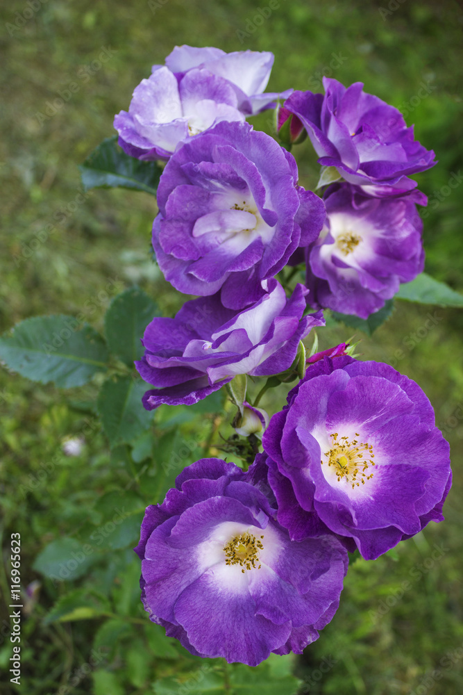 floribunda roses Blue for you floribunda roses Blue for you