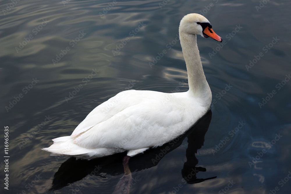 Swan Swan