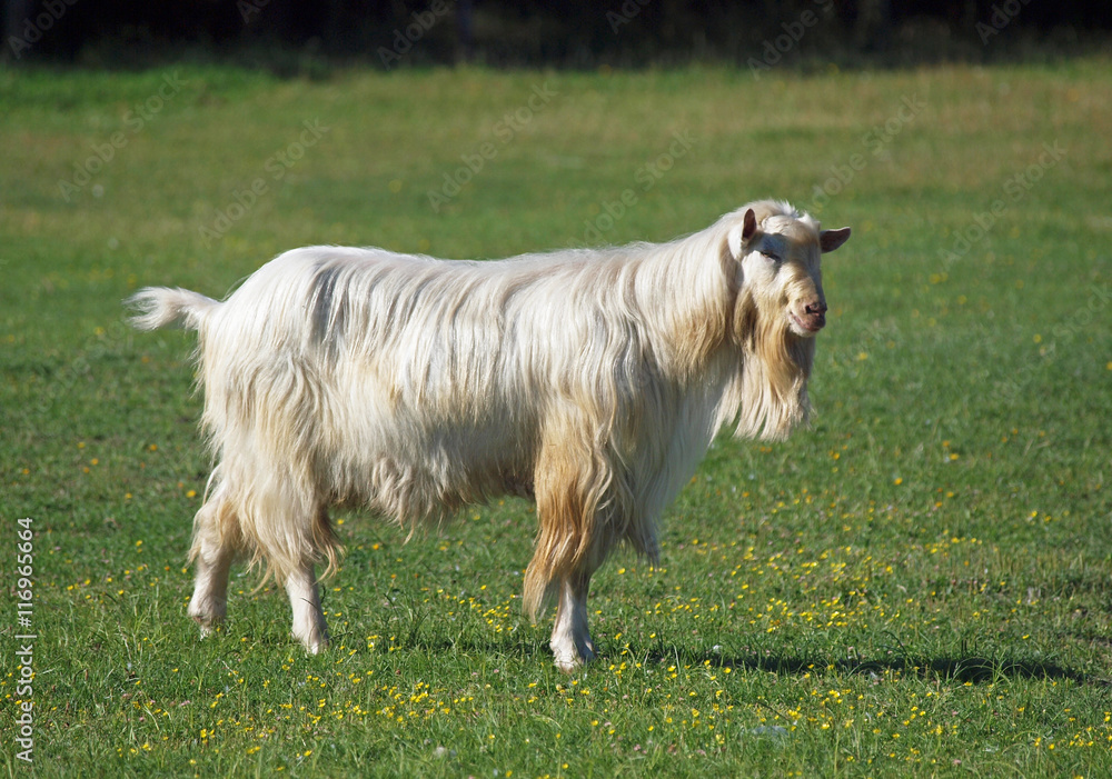 Obraz premium Domestic goat on green meadow 