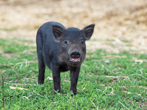 Black mini pig of the Vietnamese breed on lawn © goldika