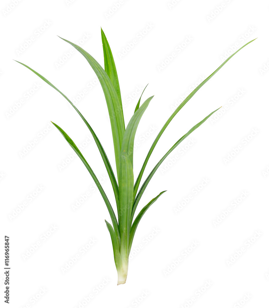 Pandanus Palm, Fragrant Pandan, Pandom wangi on white background