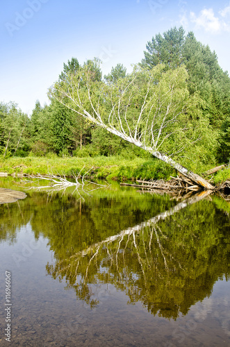 Broken birch