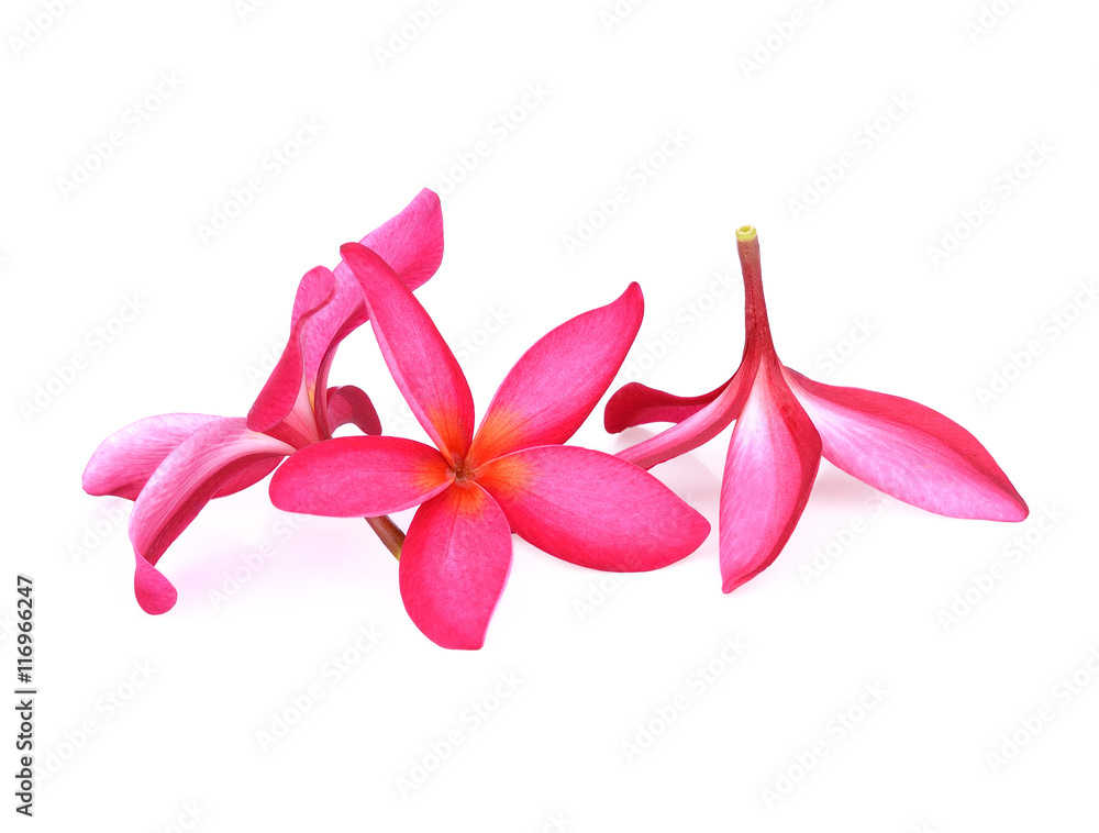 red frangipani (plumeria) flowers on white background red frangipani (plumeria) flowers on white background
