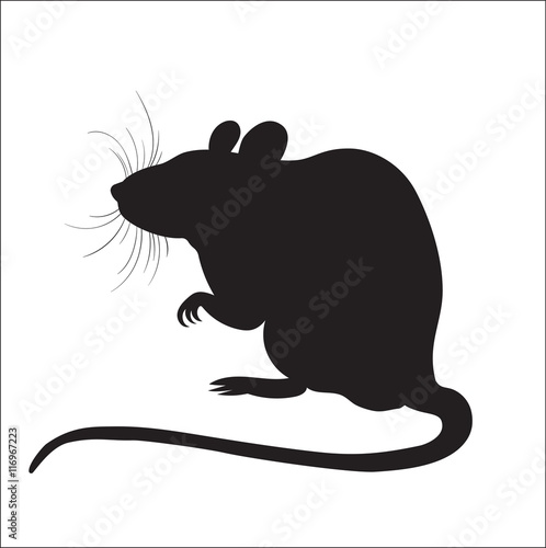 picture of silhouette of a rat