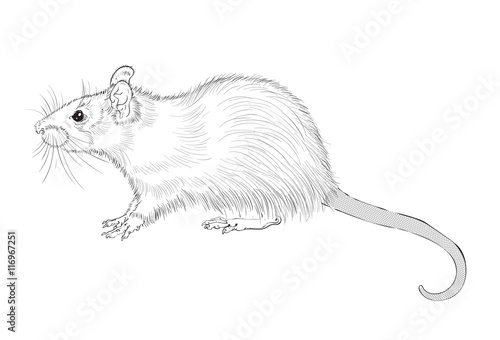 picture picture of rat ink