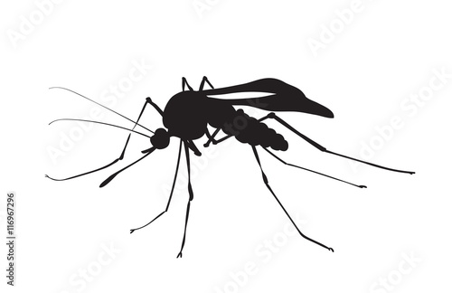 picture of silhouette of a mosquito © sfischka
