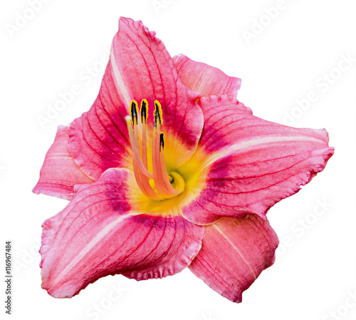 Pink daylily (Hemerocallis) isolated on white