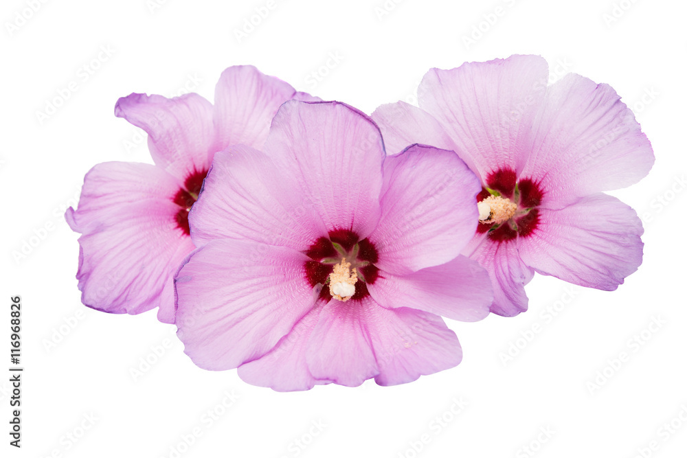 pink hibiscus pink hibiscus