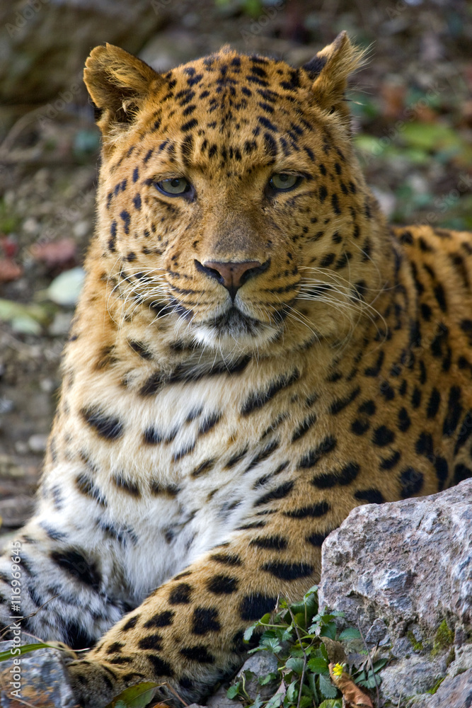 Jaguar Jaguar
