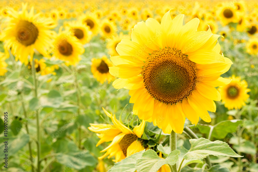 Beautiful sunflowers blooming on the field