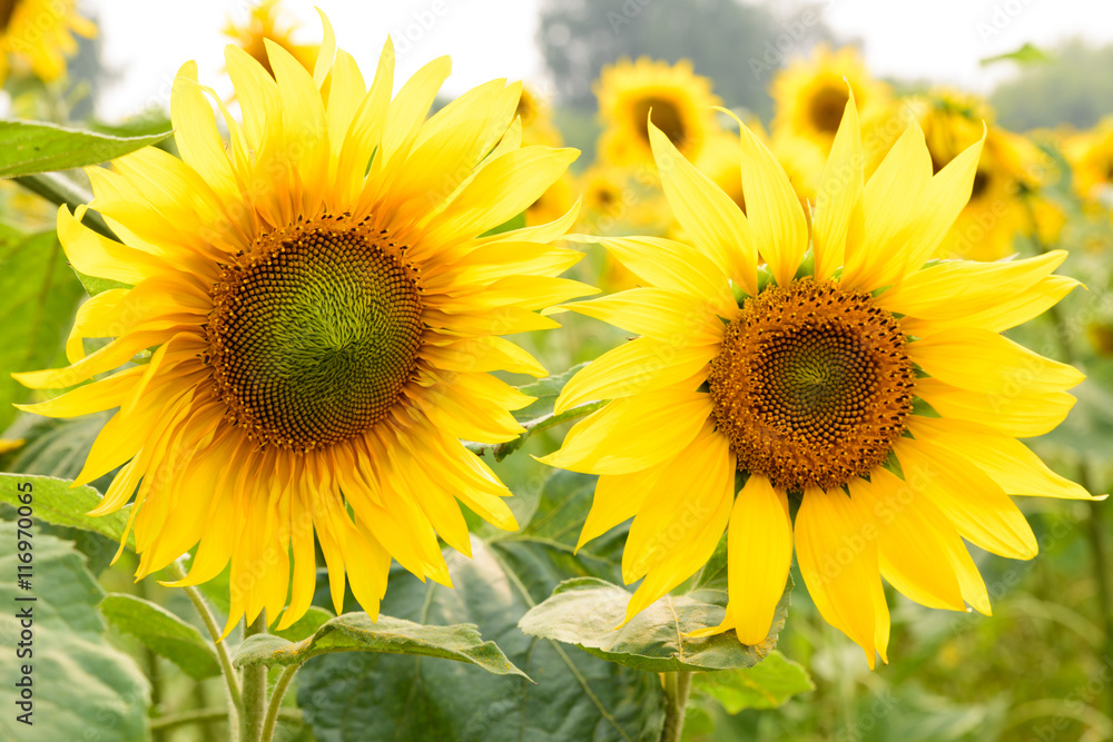 Fototapeta premium Beautiful sunflowers blooming on the field