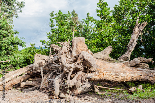 near the biggest national park in Thailand there have quite big forest Plants varied slightly Some people have the name of the distribution of plants and flowers of various kinds.