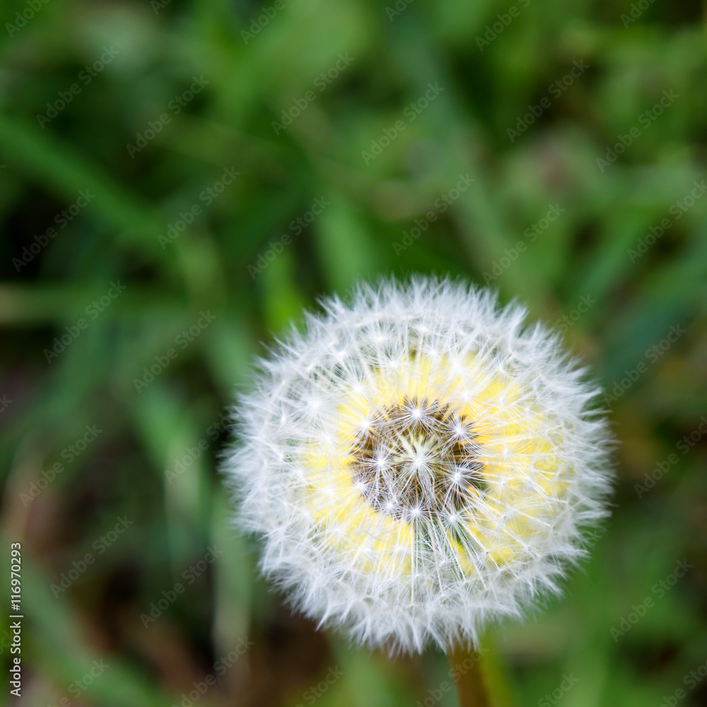Fototapeta premium Closeup of dandelion in full seed, with dandelion flower behind