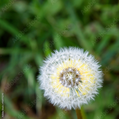 Closeup of dandelion in full seed  with dandelion flower behind  