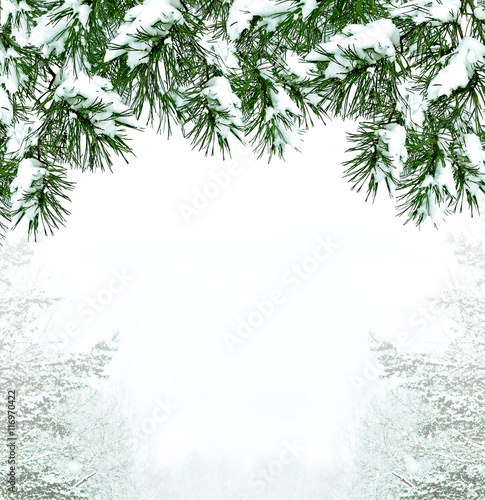  forest in the frost. Winter landscape. Snow covered trees